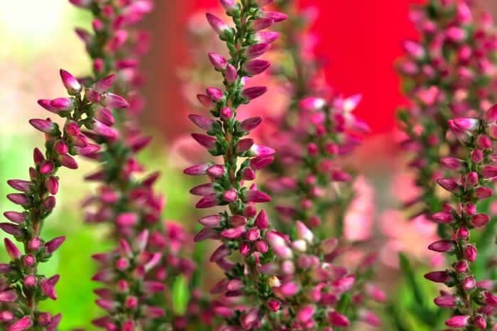 Scottish Heather