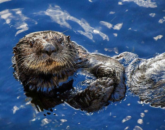 Sea Otters At Sea