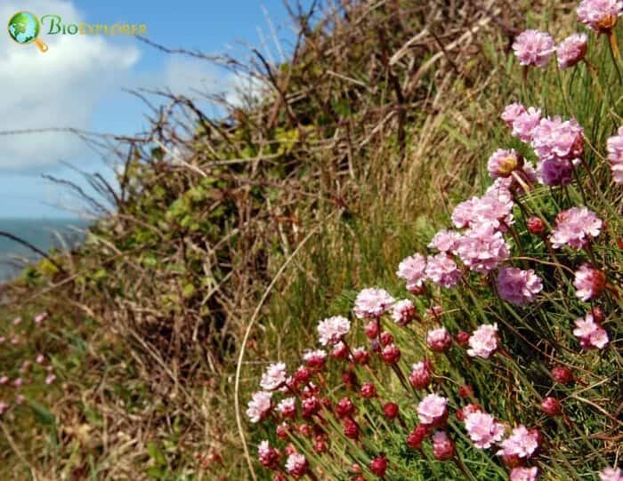 Sea Thrift Flowering Plants