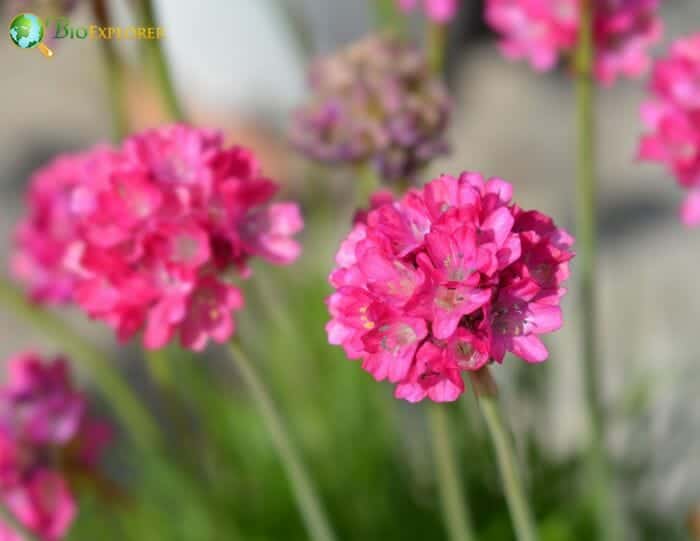 Sea Thrift Flowers