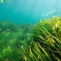 Seagrasses