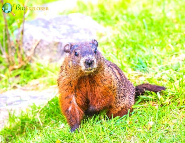 Seasonal Variations In Groundhog Diet