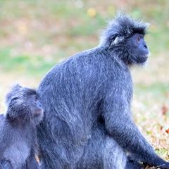 Selangor Silvery Langur