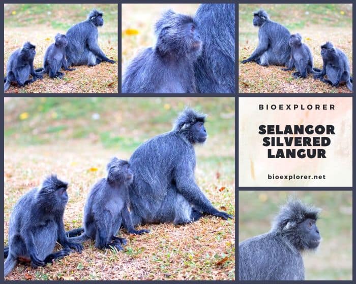 Selangor Silvered Langur