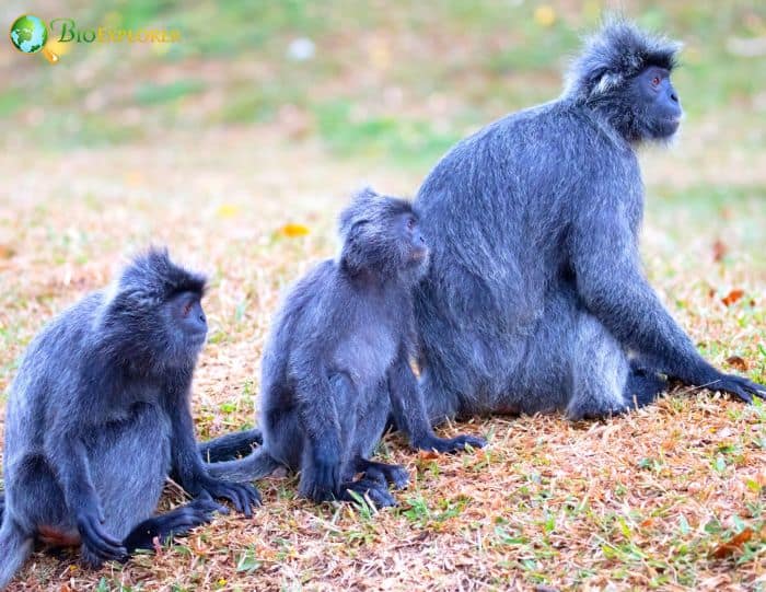 Selangor Silvered Langur