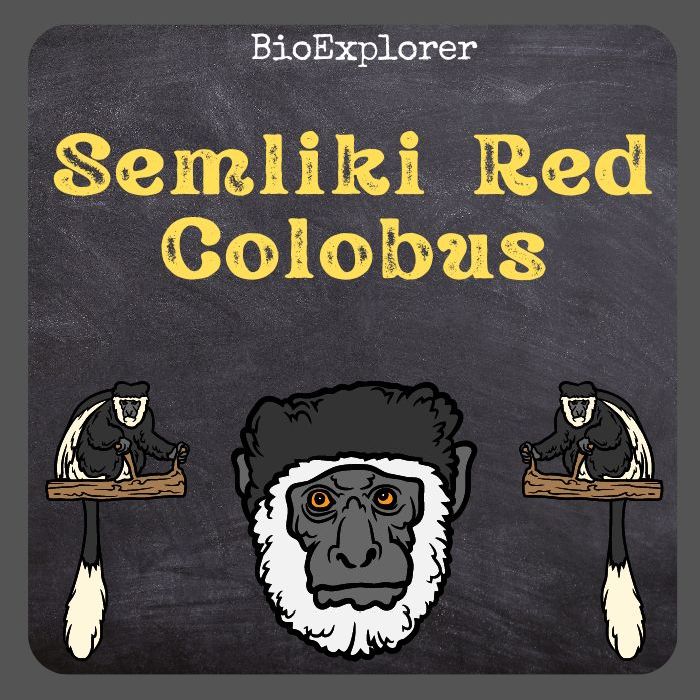 Semliki Red Colobus