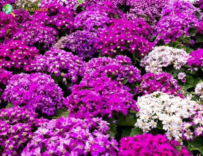 Senecio Flowers