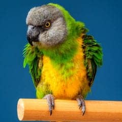 Senegal Parrot, Yellow-vented Parrot