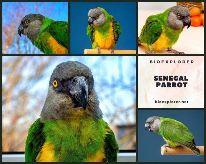 Senegal Parrot