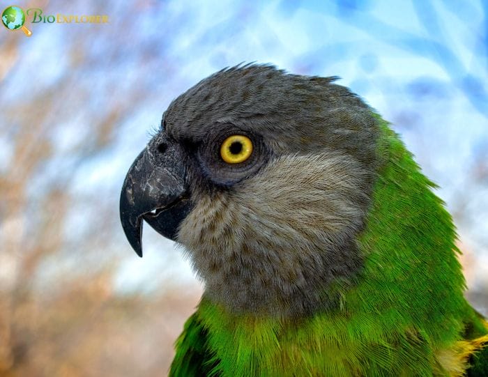 Senegal Parrot