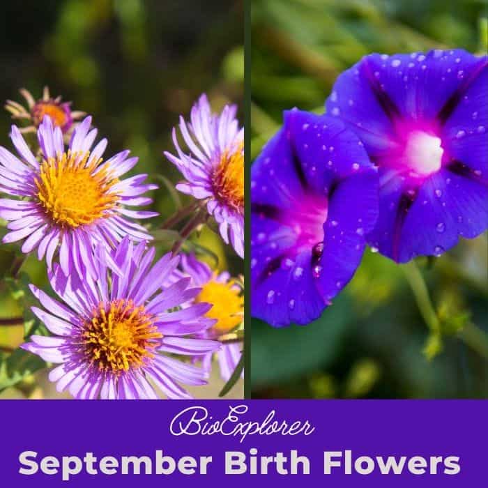 September Birth Flowers