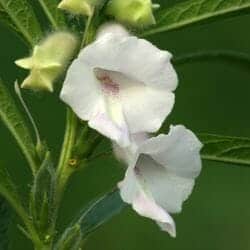 Sesame flower (Pedaliaceae)