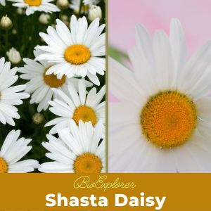 Shasta Daisy