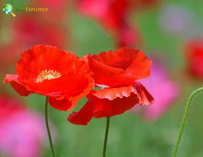 Shirley Poppy Flowers