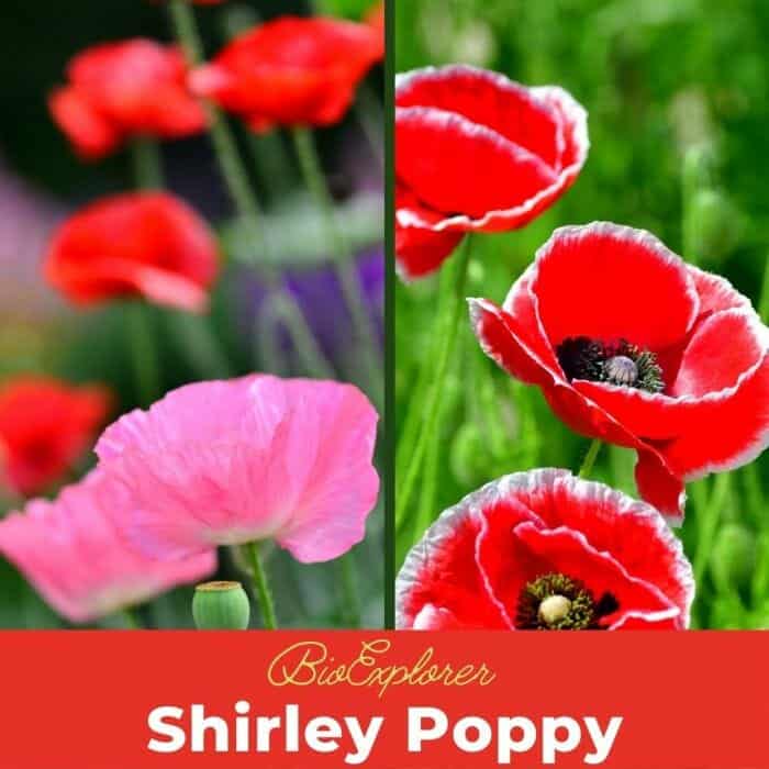 Shirley Poppy