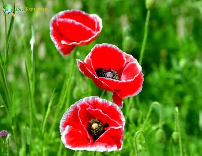 Shirley Poppy Flowers