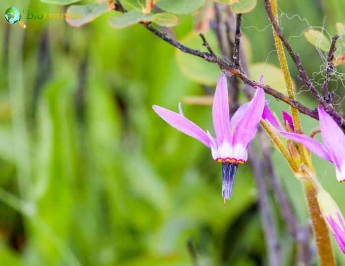 Shooting Star Flowers