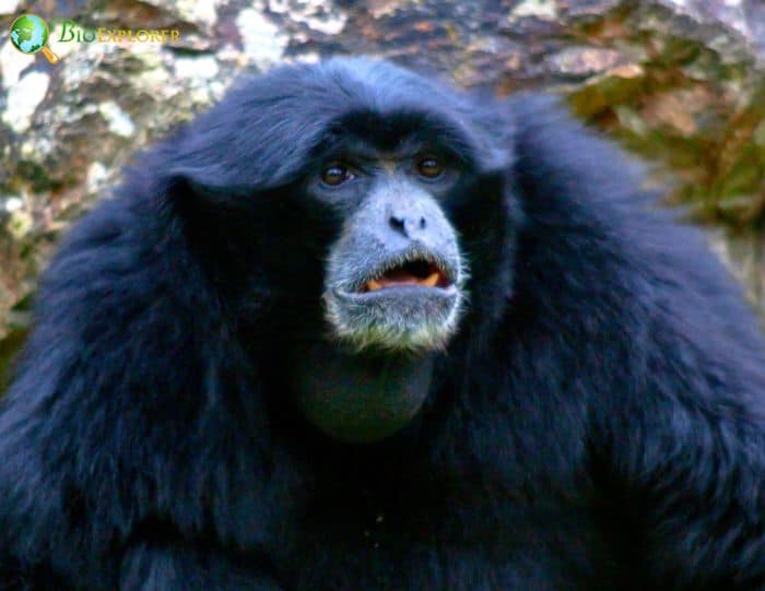 Siamang Gibbon 