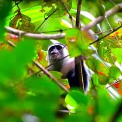 Siberut Langur