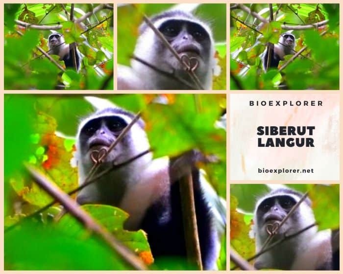 Siberut Langur