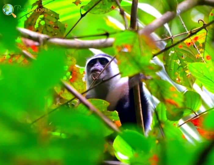 Siberut Langur