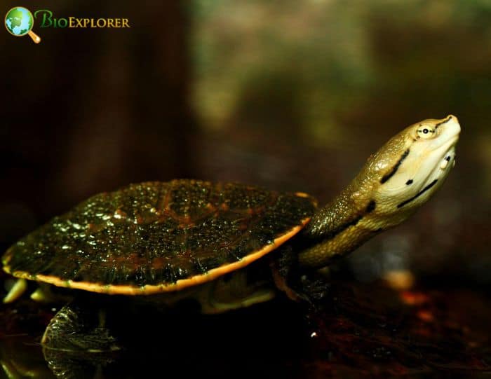 Side Necked Turtle In Rainforests