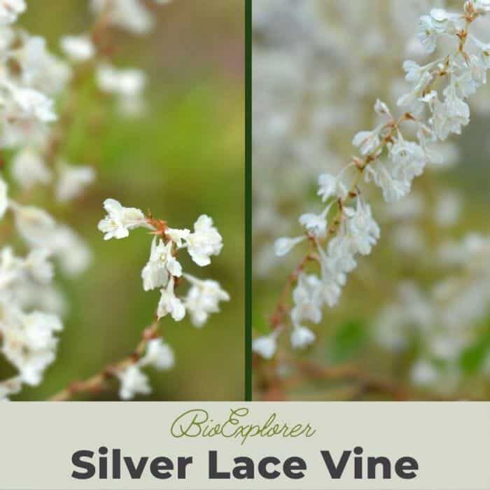 Silver Lace Vine