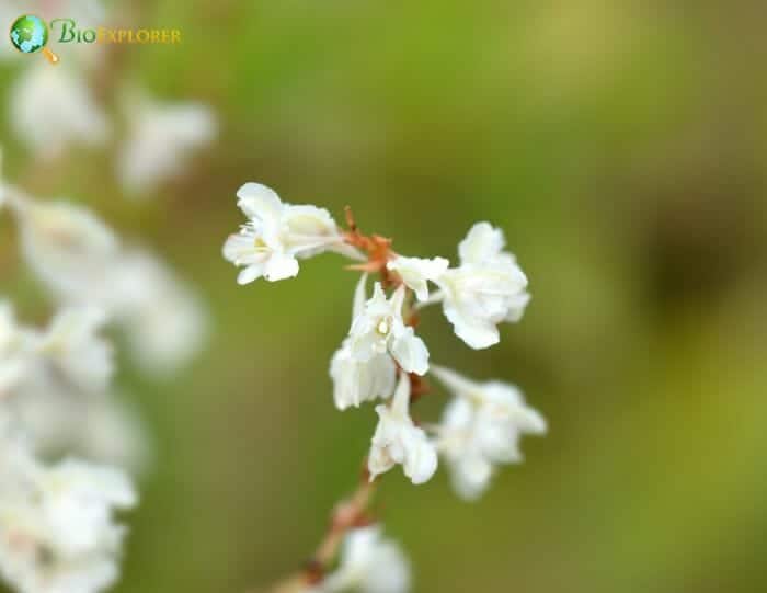 Silver Lace Vine Flowers