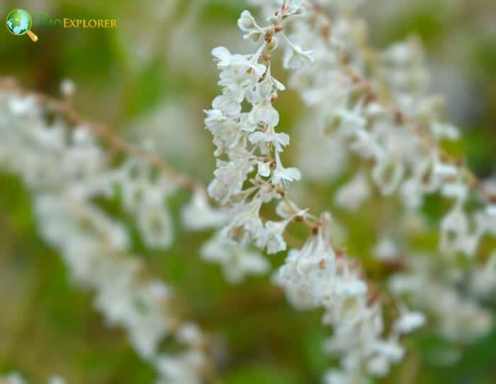 Silver Lace Vine Flowers