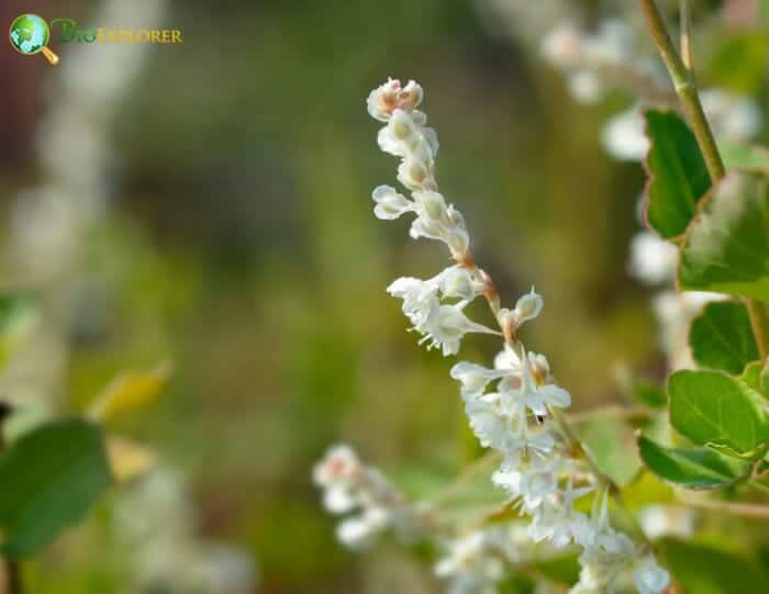 Silver Lace Vine White Flowers