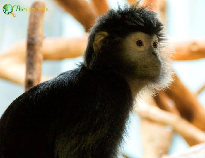 Silvered Langur 