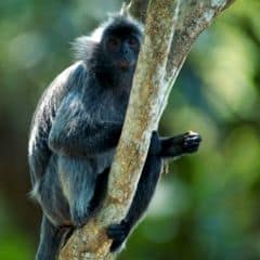 Silvered Langur