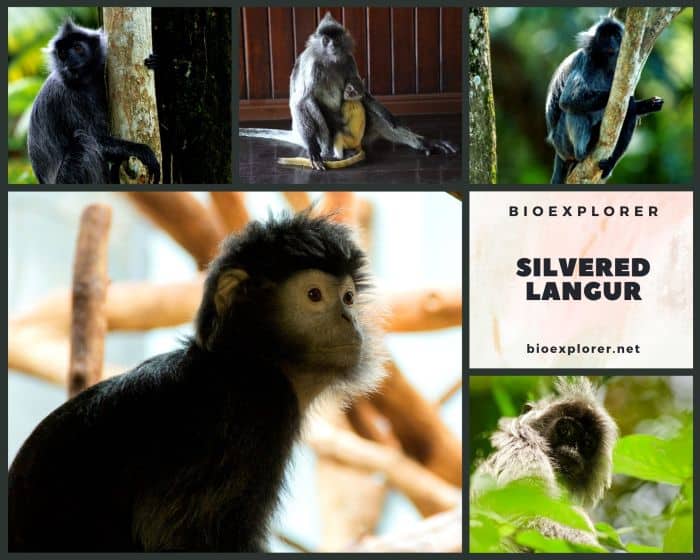 Silvered Langur