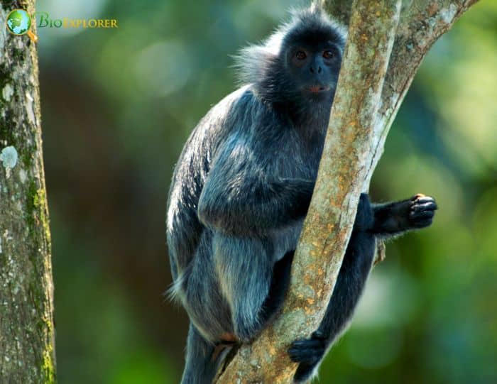 Silvered Langur Characteristics | Trachypithecus Cristatus Facts