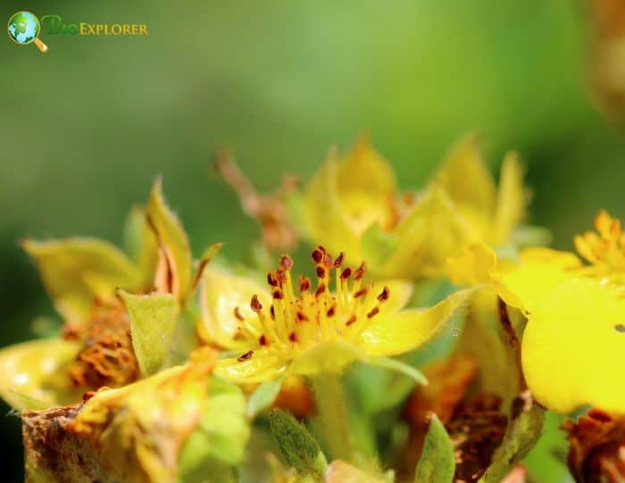 Silverweed Flowering Plants