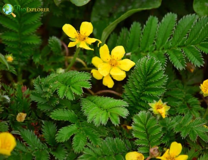 Silverweed Flowers