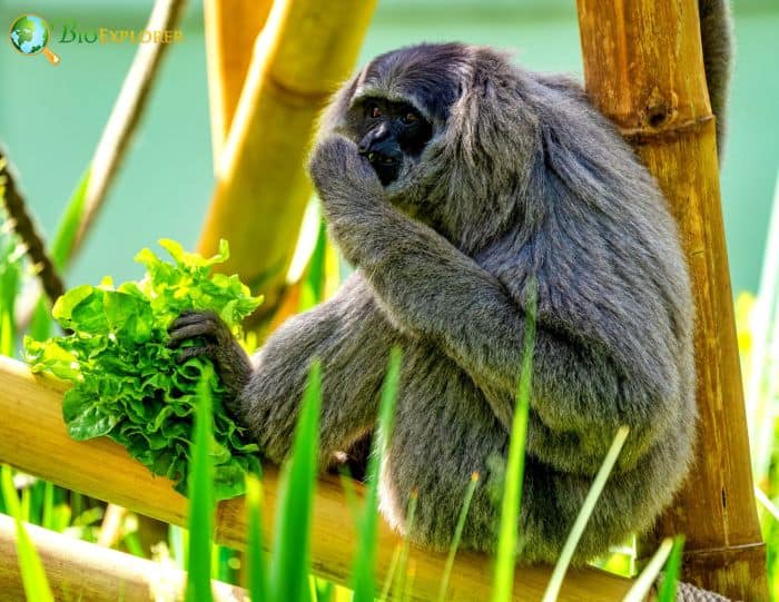 Silvery Gibbon 