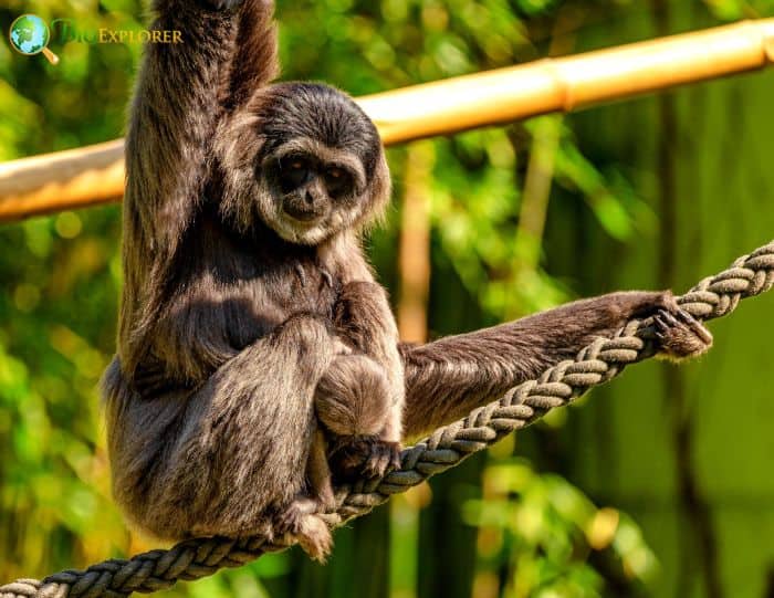 Silvery Gibbon 