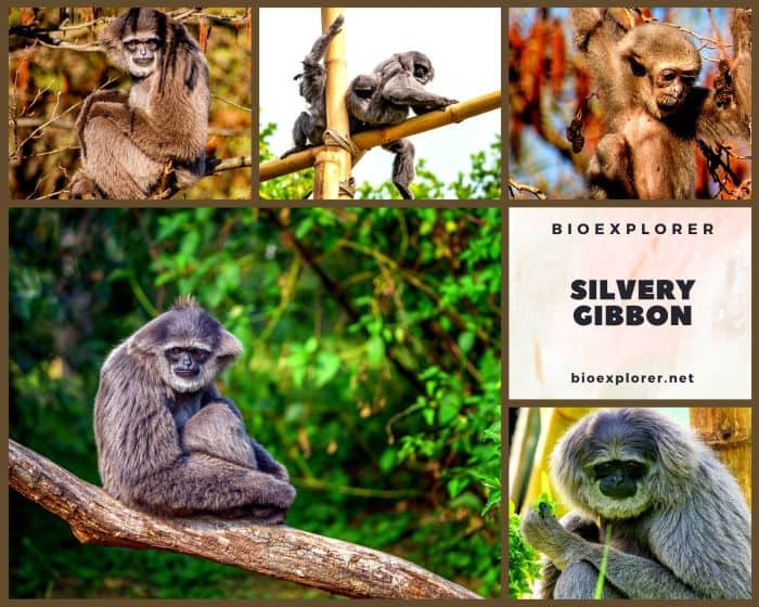 Silvery Gibbon