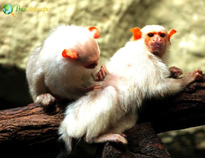 Silvery Marmoset