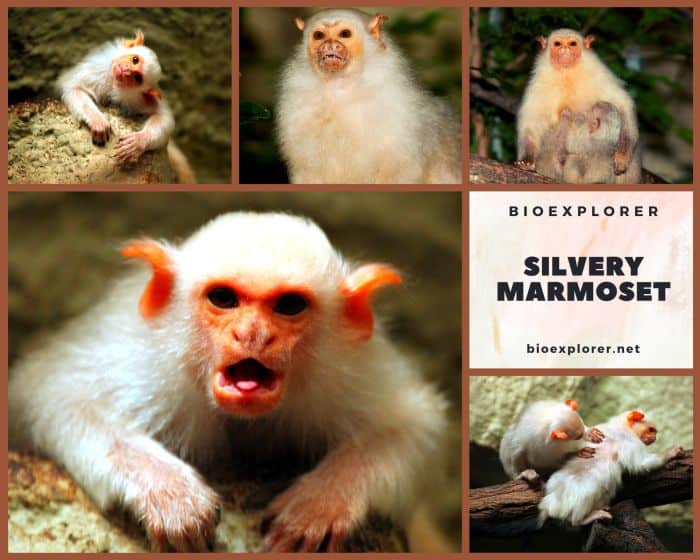 Silvery Marmoset