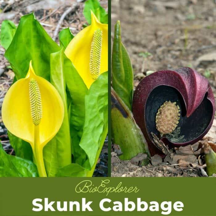 Skunk Cabbage