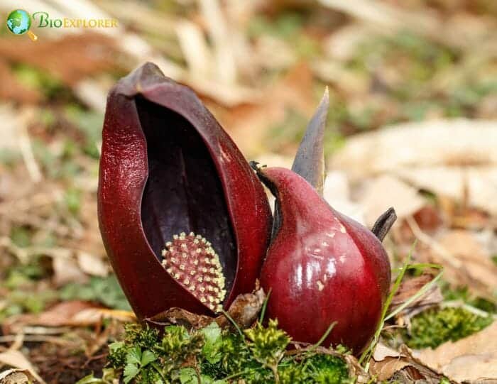 Skunk Cabbage Flowers