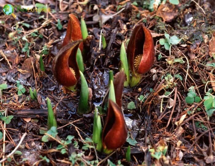 Skunk Cabbage Flowers