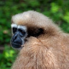 Gaoligong Hoolock Gibbon