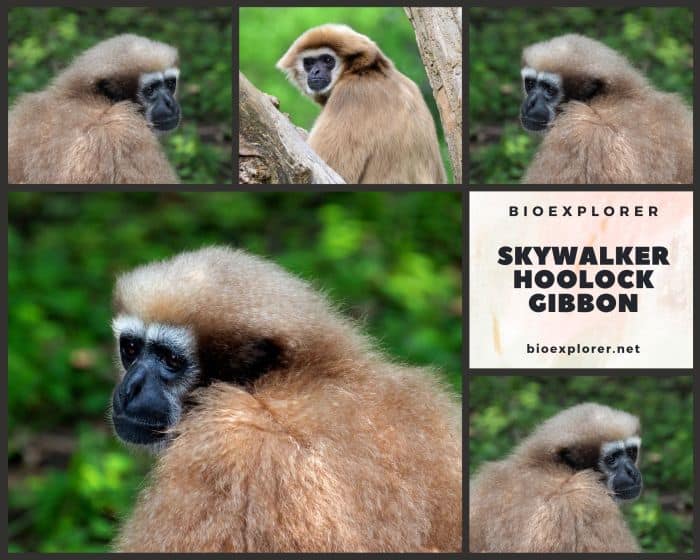 Skywalker Hoolock Gibbon