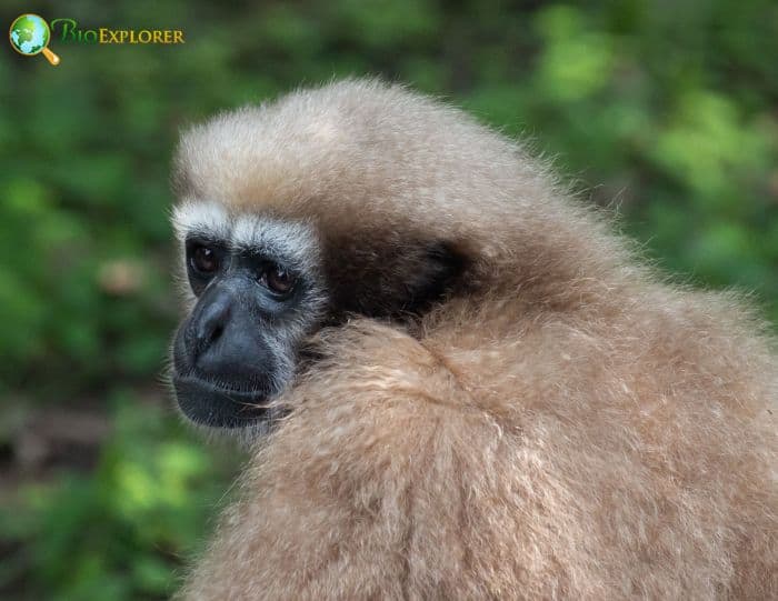 Skywalker Hoolock Gibbon