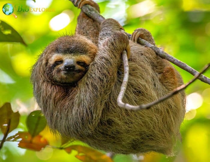 Sloth In Rainforests