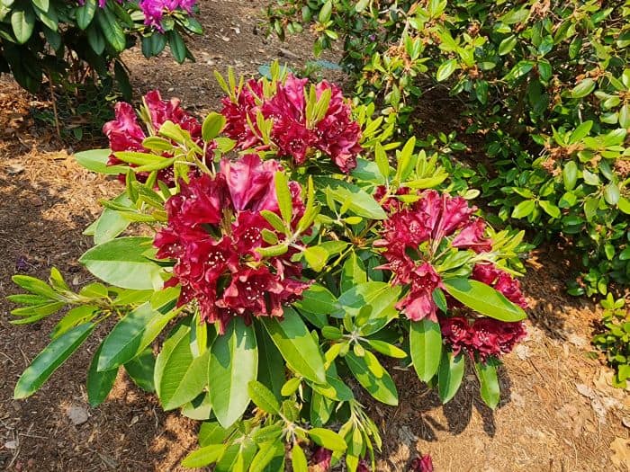 Small Azalea Plant