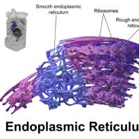 Smooth Endoplasmic Reticulum